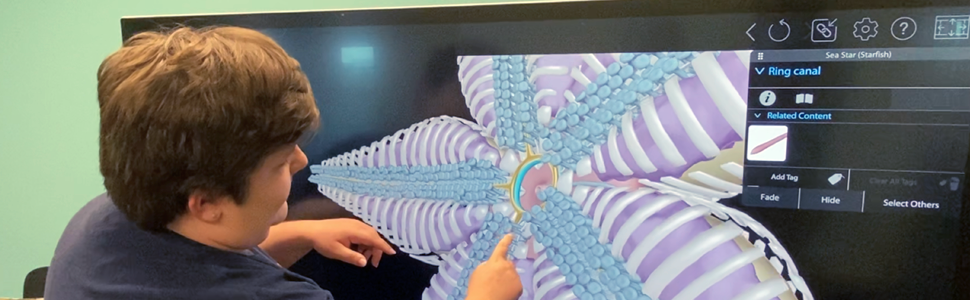 Student using a large touchscreen device for a virtual sea star dissection