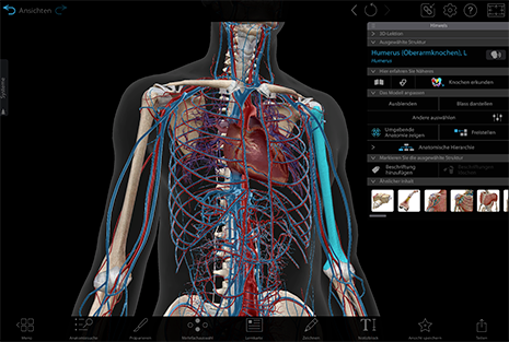 Visible Body Suite's new and improved info box