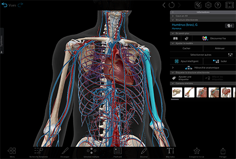 Visible Body Suite's new and improved info box