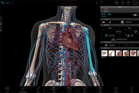Visible Body Suite's new and improved info box