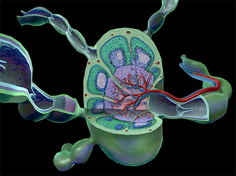 Lymph Node in Visible Body Suite