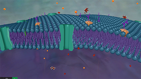 Plasma Membrane in Visible Body Suite