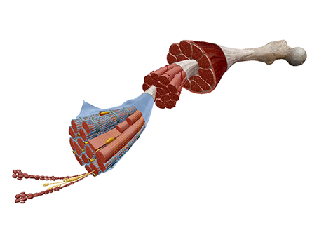 Neue Anatomie auf Gewebeebene