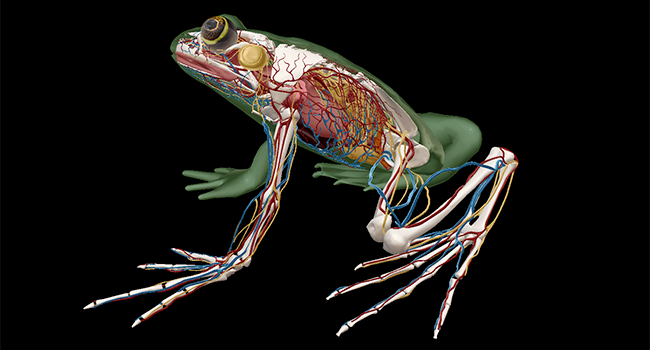 Sea star model viewed in the Visible Biology app.