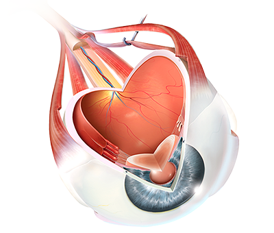 Laptop displaying 3d images of the human brain from Visible Body Courseware