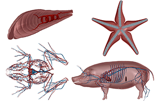 Animal Circulatory Comparison