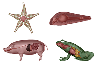 Animal Digestive Comparison