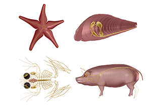 Animal Nervous Comparison