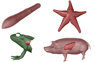 Animal Respiratory Comparison