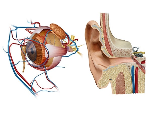 Eye and Ear (AR)