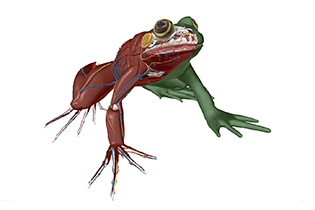 Frog Dissection