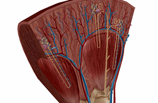 Nephrons