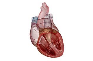 ECG