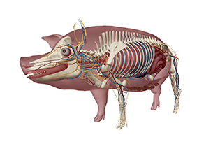 Pig Dissection