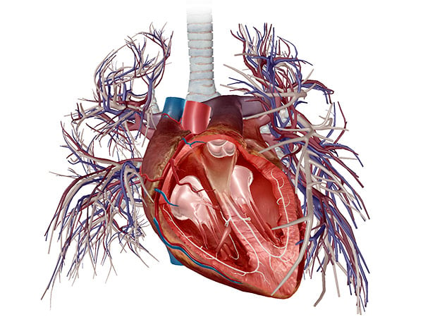 Pulmonary Circulation (AR)