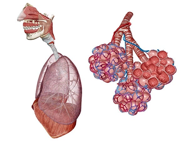 Respiratory (AR)