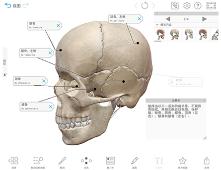 Skull Tour