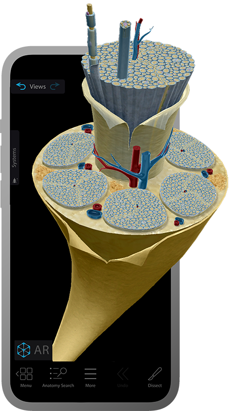 Visible Body's 3d model of a nerve popping out of a smart phone