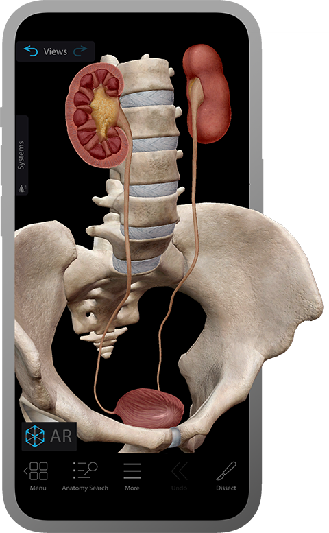 3d-anatomy-models-pelvis-urinary-devices-phone