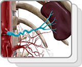 Abdominal Arteries