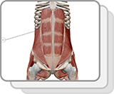 Muscles abdominaux