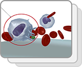 Agranular Myeloid White Blood Cells (Structures)