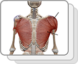 Anatomical Terminology