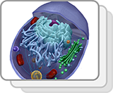 Animal Cell (Functions)