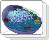 Animal Cell (Structures)