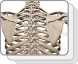 Appendicular Skeleton