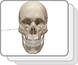 Axial Skeleton