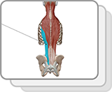 Muscoli dorsali