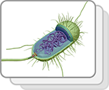 Bacterial Cell (Functions)