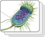 Bacterial Cell (Structures)