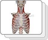 Muscles de la respiration