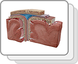 Cerebrum and Meninges Cross Section