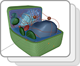Chloroplast (Structures)