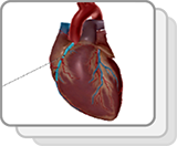 Coronary Circulation