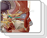 Cranial Nerves