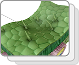Dicot Leaf (Structures)