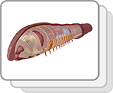 Earthworm (Structures)