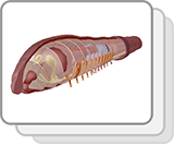 Earthworm (Functions)