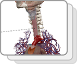 Esophagus and Stomach