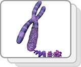 Eukaryotic Chromosome (Functions)