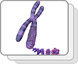 Eukaryotic Chromosome (Functions)