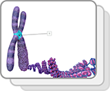 Eukaryotic Chromosome (Structures)