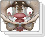 Female Reproductive System