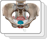 Urine Storage and Elimination (F)