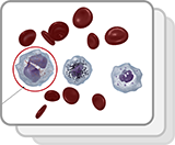 Granular Myeloid White Blood Cells (Structures)