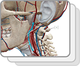 Arterie della testa e del collo